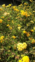 Lantana camara
