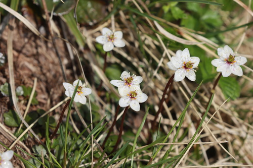Coptis trifoliolata iNat (1)