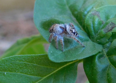 Phidippus carolinensis