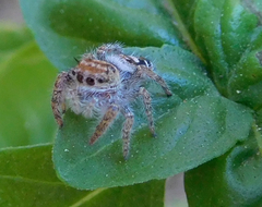 Phidippus carolinensis