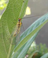 Italochrysa