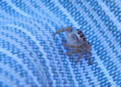 Phidippus carolinensis