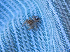 Phidippus carolinensis