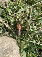 Psorodonotus caucasicus