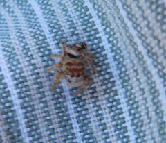 Phidippus carolinensis