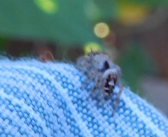 Phidippus carolinensis