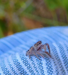 Phidippus carolinensis