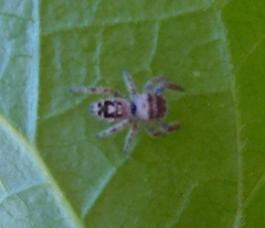 Phidippus carolinensis