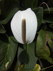 Spathiphyllum wallisii
