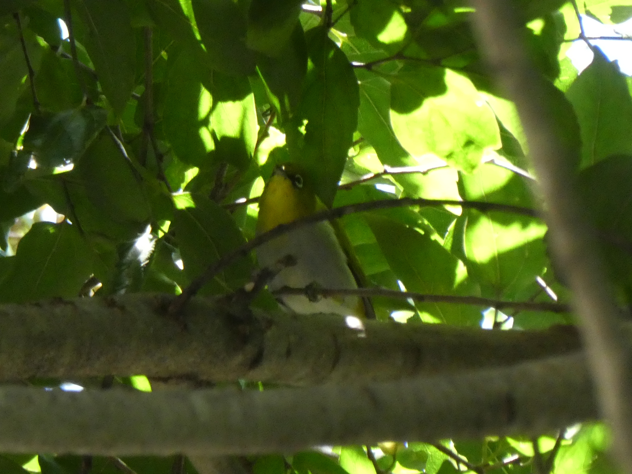 Swinhoe's White-eye