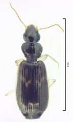 Anomotarus variegatus
