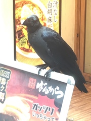 Corvus macrorhynchos