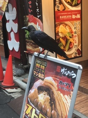 Corvus macrorhynchos