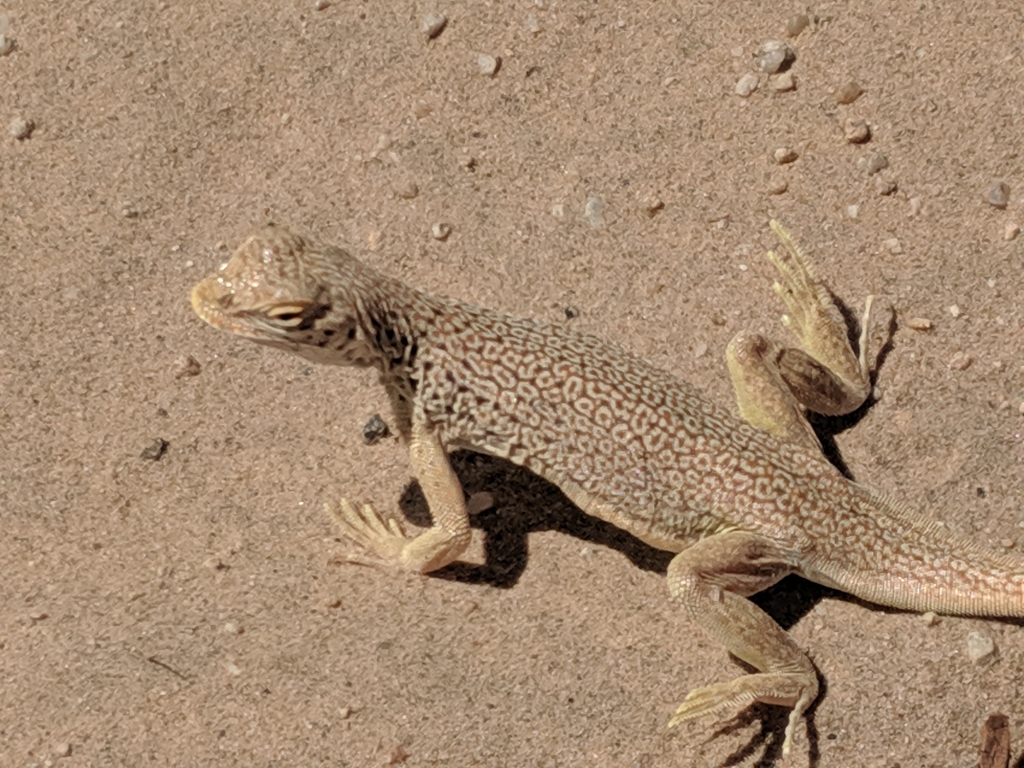 Mojave Fringe-toed Lizard From San Bernardino County, Ca, Usa On 