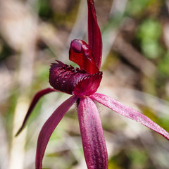 Caladenia clavescens