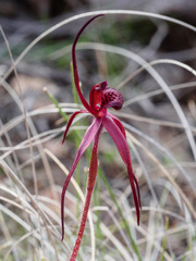 Caladenia clavescens