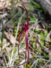 Caladenia clavescens
