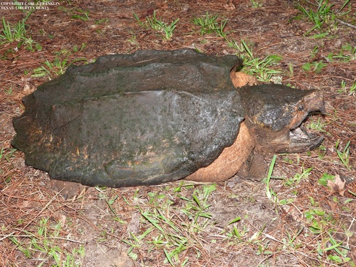 Alligator Snapping Turtle