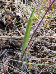 Caladenia clavescens