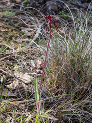 Caladenia clavescens