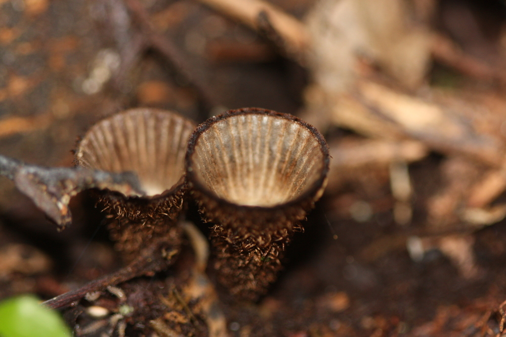 Cyathus striatus · May 2025 · photo: © juliette_f (iNaturalist, cc-by)