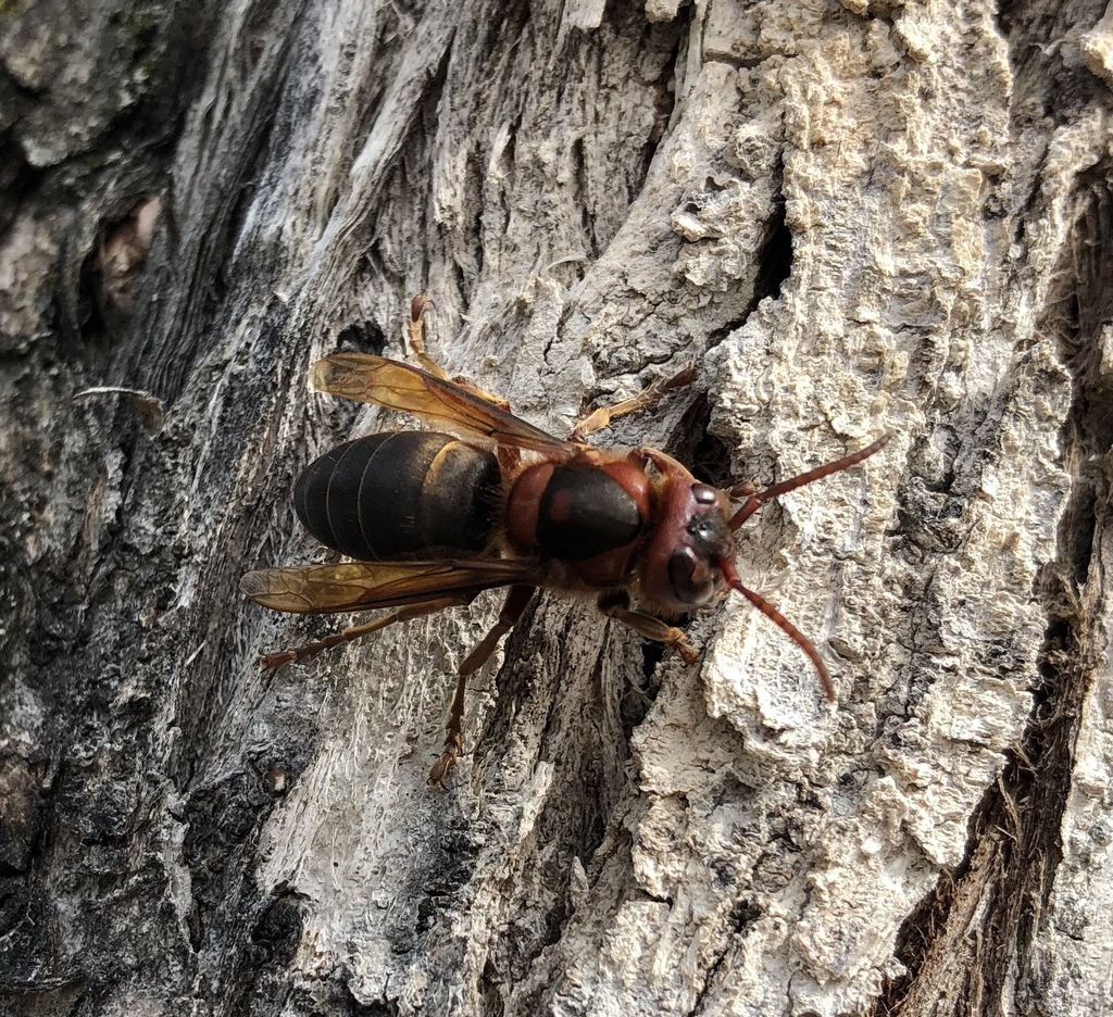 Dybowski's Hornet
