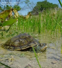 Texas Map Turtle photo 5