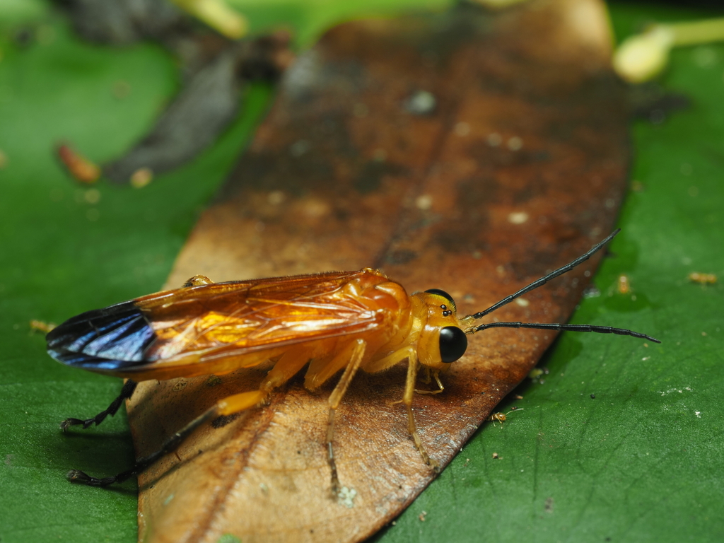 Tenthredo poeciloptera