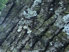 Polybiomyia bellardii