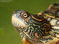 Texas Map Turtle photo 3