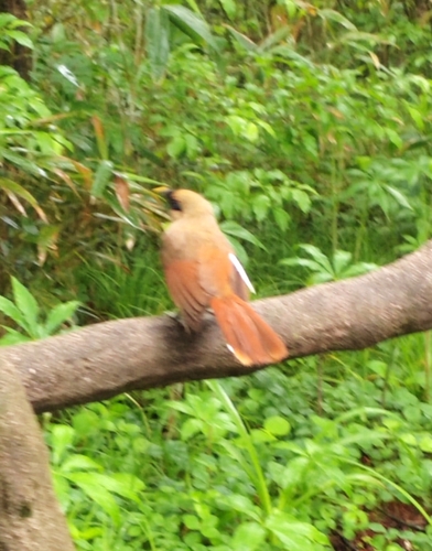 Buffy Laughingthrush (Pterorhinus berthemyi), photo 1
