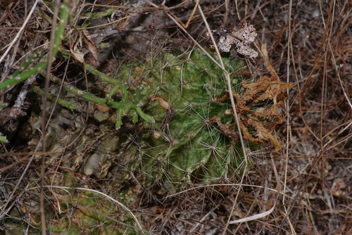 Thelocactus setispinus