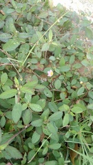 Melochia corchorifolia