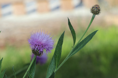 Cheirolophus sempervirens