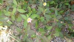 Melochia corchorifolia