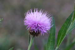 Cheirolophus sempervirens