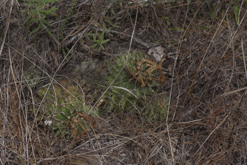 Thelocactus setispinus