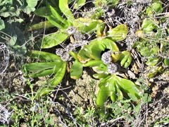 Glottiphyllum longum