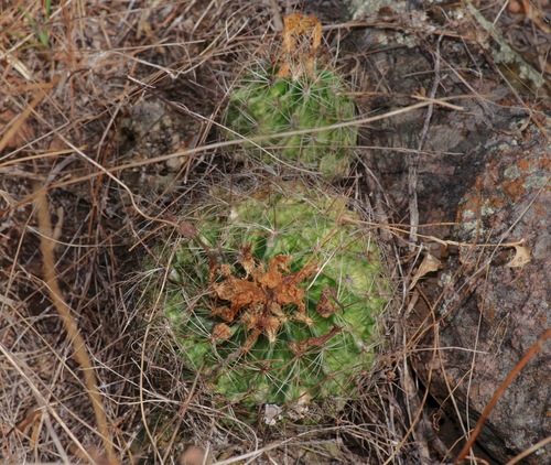 Thelocactus setispinus