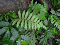 Pseudocyclosorus esquirolii