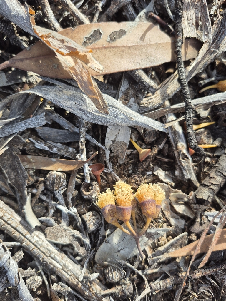 Eucalyptus optima