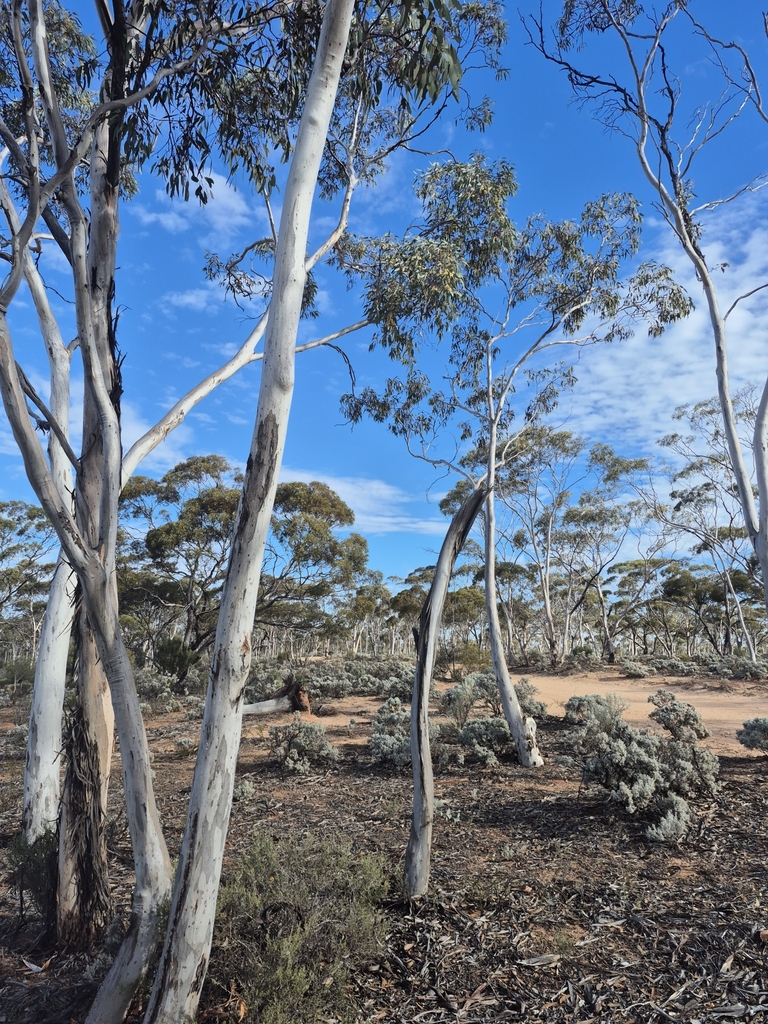 Eucalyptus optima 2