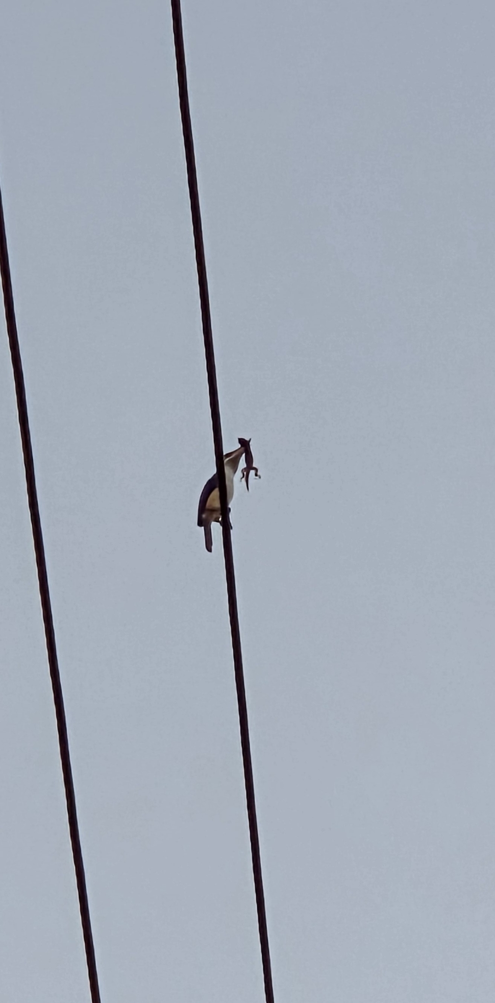 Pacific Kingfisher (Todiramphus sacer), photo 5