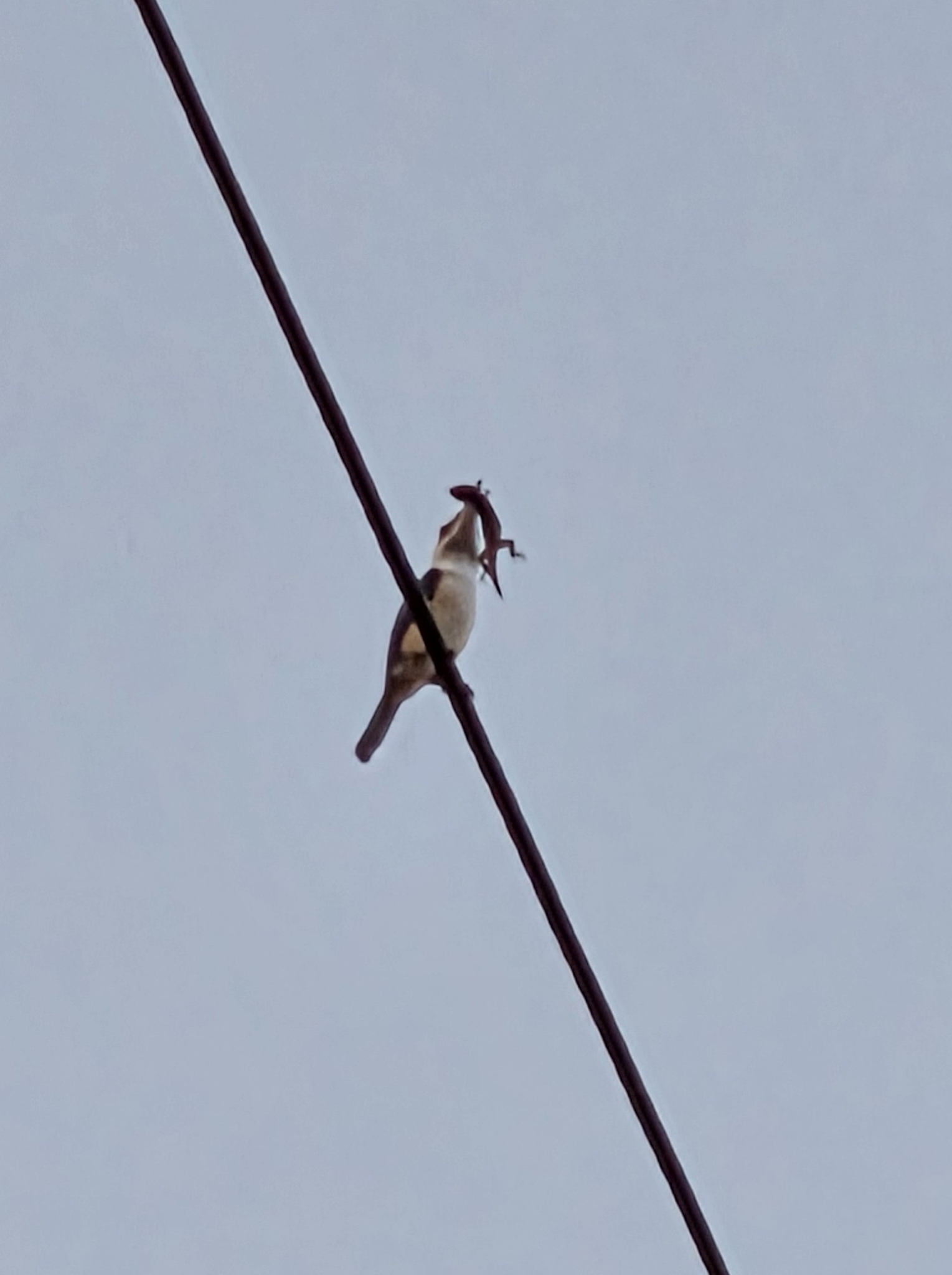 Pacific Kingfisher (Todiramphus sacer), photo 6