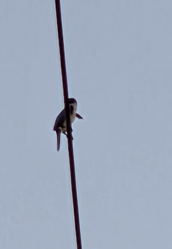 Pacific Kingfisher (Todiramphus sacer), photo 10