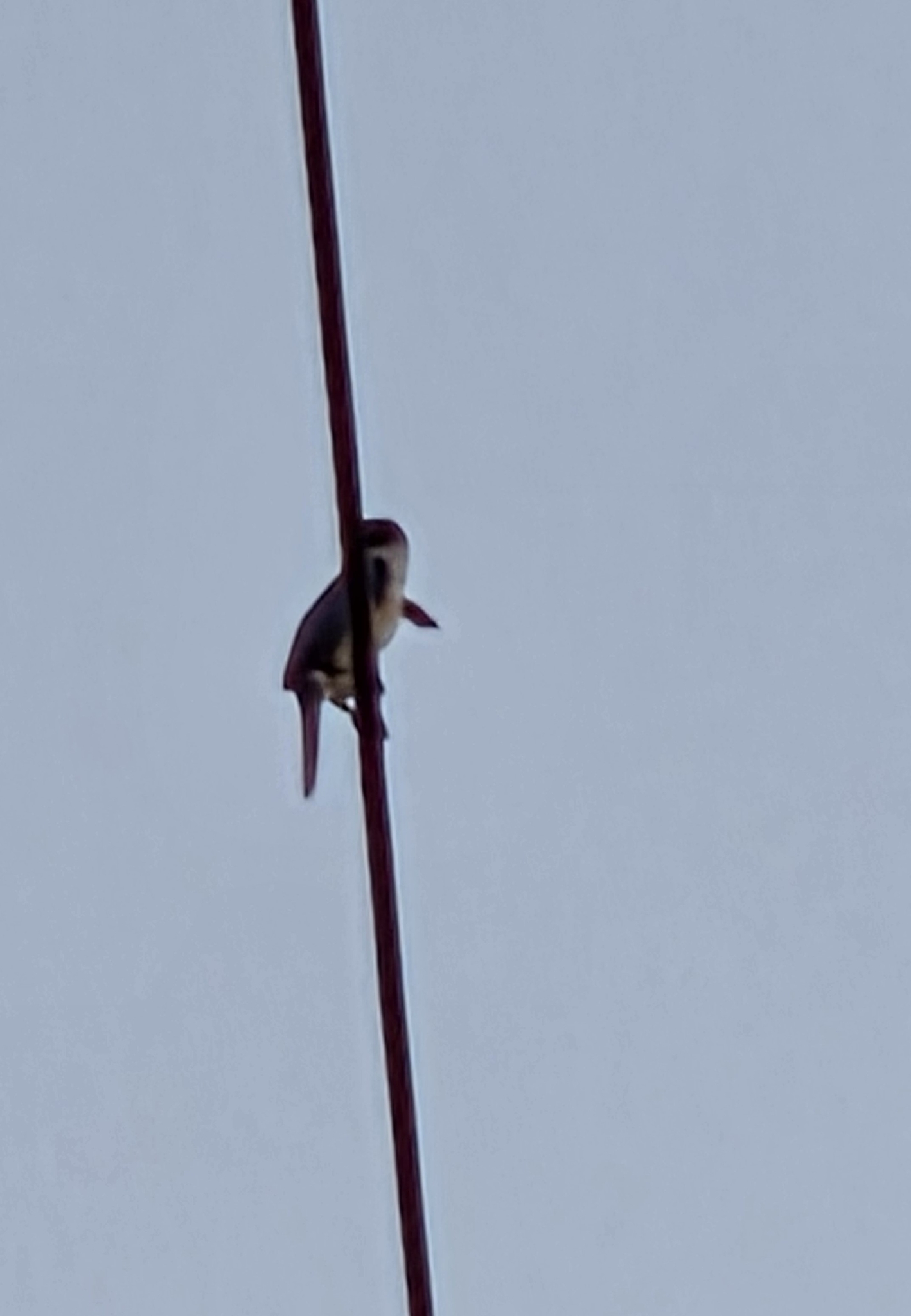 Pacific Kingfisher (Todiramphus sacer), photo 7