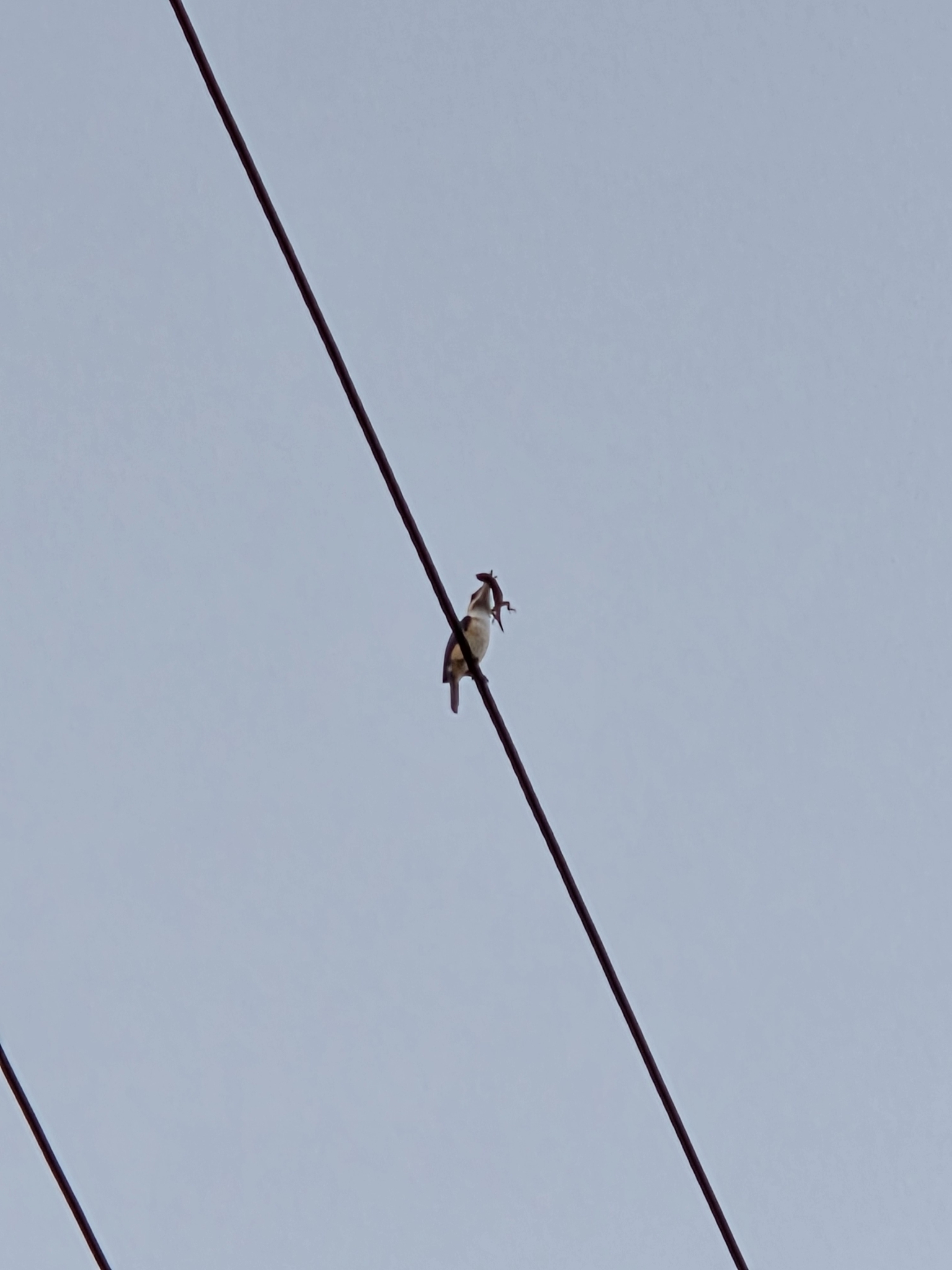 Pacific Kingfisher (Todiramphus sacer), photo 8