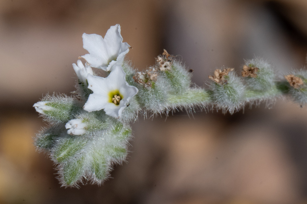 Heliotropium bovei