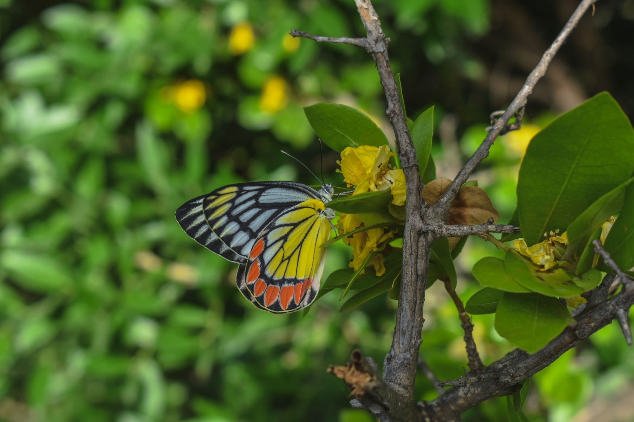 Indian Jezebel