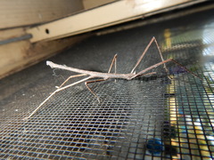 Pachymorpha